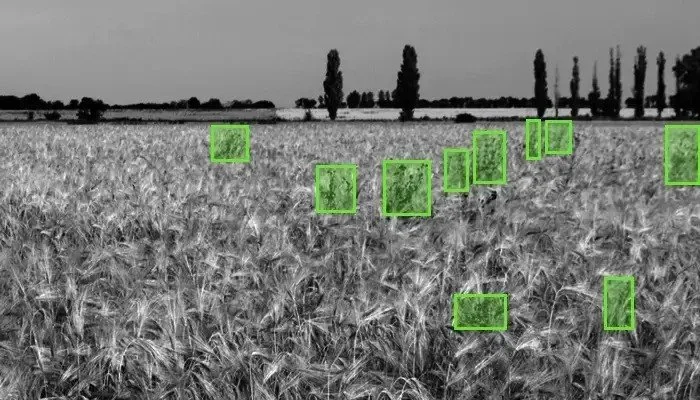 data-annotation-in-agriculture-3